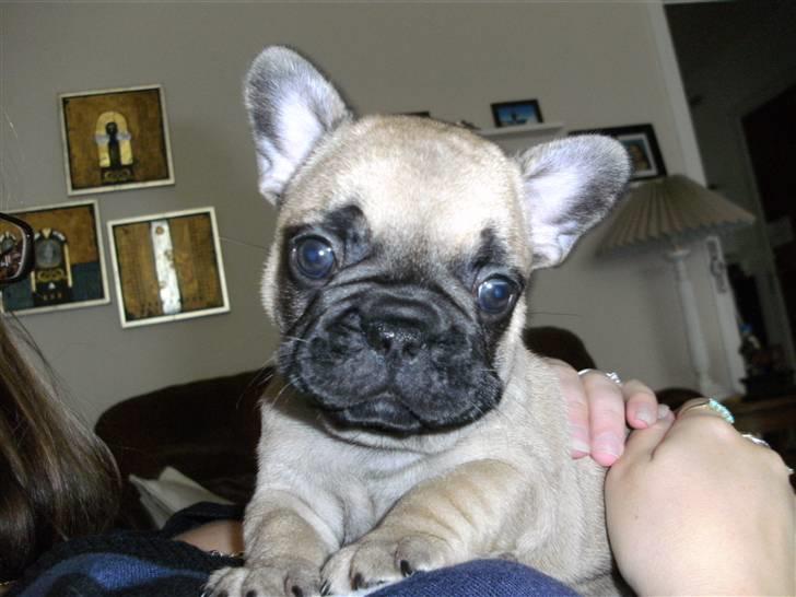 Fransk bulldog Anastacia aka Micha billede 10