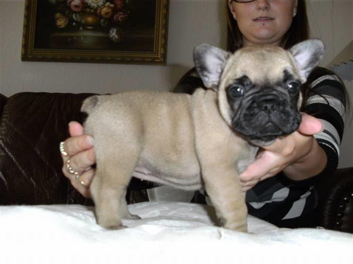 Fransk bulldog Anastacia aka Micha - Min mor prøver ihærdigt at lære mig at stå rigtigt :) billede 11