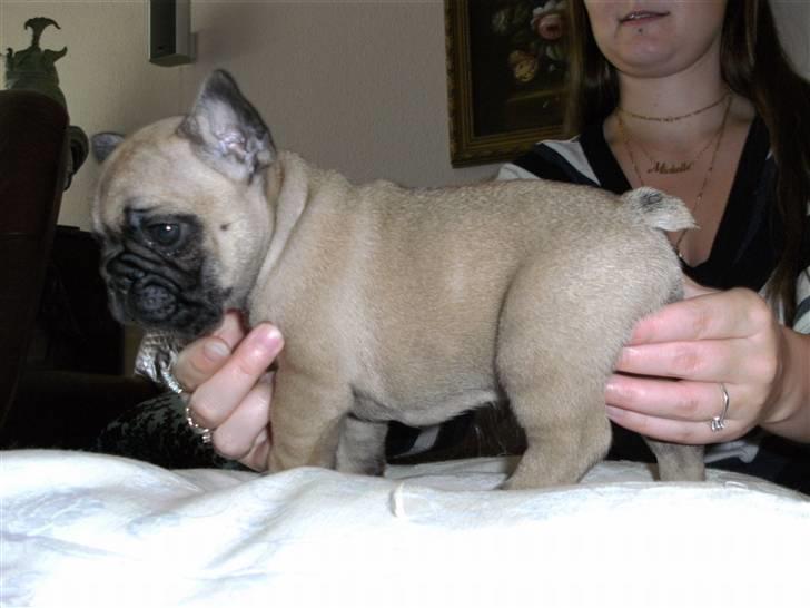 Fransk bulldog Anastacia aka Micha billede 12