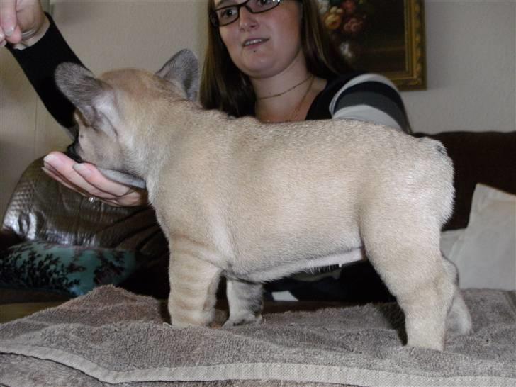 Fransk bulldog Anastacia aka Micha - Og stille og roligt bliver jeg bedre :) billede 13