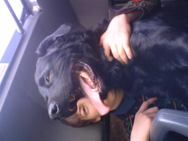 Blanding af racer konjak R.I.P - konjak i bilen billede 1