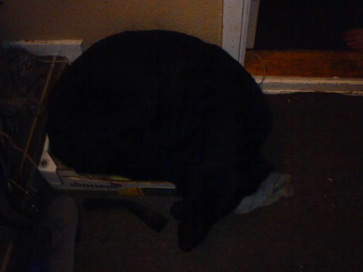 Blanding af racer konjak R.I.P - konjak sover billede 2