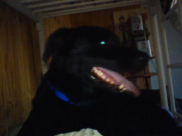 Blanding af racer konjak R.I.P - konjak billede 3