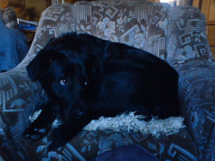 Blanding af racer konjak R.I.P - konjak i lænestolen billede 4