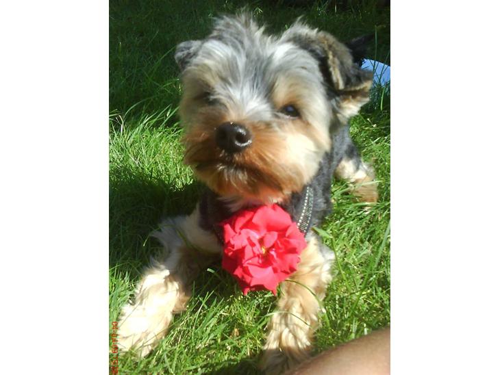 {{currentPhoto.altText}} billede {{currentPhoto.number}}