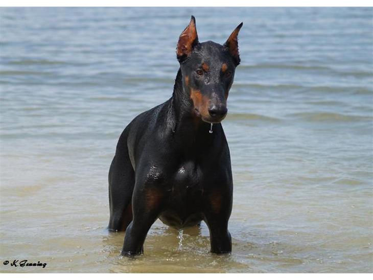 Dobermann Falcon R.I.P billede 1
