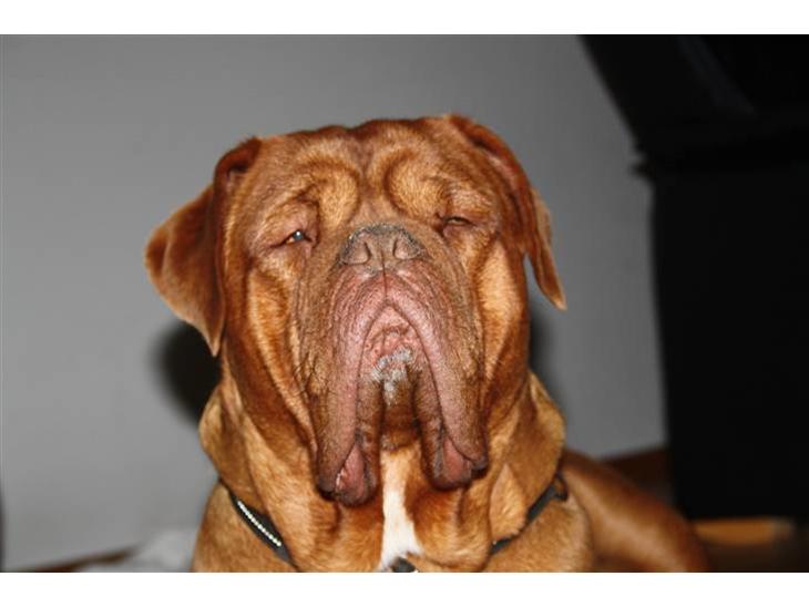 {{currentPhoto.altText}} billede {{currentPhoto.number}}