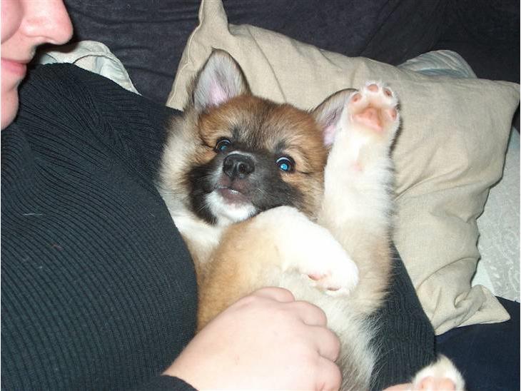 {{currentPhoto.altText}} billede {{currentPhoto.number}}