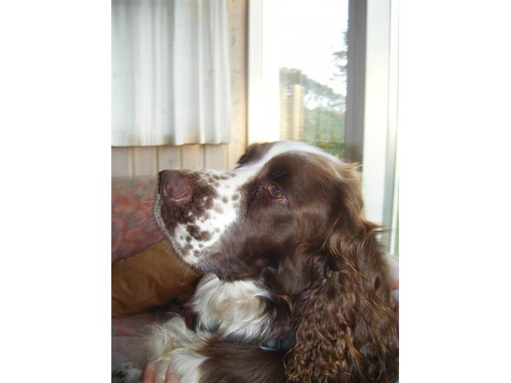 Engelsk springer spaniel frida billede 1