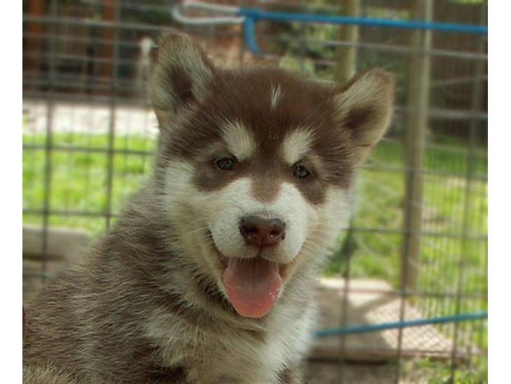 Alaskan malamute Sakima billede 1