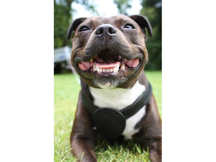 {{currentPhoto.altText}} billede {{currentPhoto.number}}