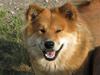 Eurasier alhpa<3