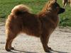 Eurasier Anna