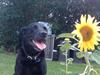 Labrador retriever Zenta
