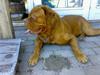 Dogue de bordeaux Tyzon