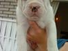 Olde english bulldogge Dexter - R.I.P