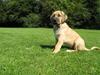 Broholmer Absalon (Balou)