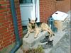 Schæferhund Nemo
