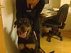 Rottweiler Bernard.