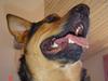Blanding af racer sasha r.i.p