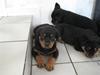 Rottweiler RICO
