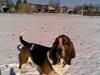 Basset hound bastian RIP <3