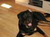 Beauceron Bailey
