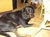 Rottweiler molly