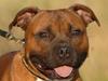 Staffordshire bull terrier Angelicstaff Cool Cash