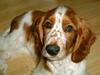 Welsh springer spaniel Enya
