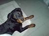 Rottweiler Cassiopeia