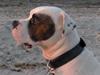 Amerikansk bulldog Tjiko *RIP* Love Ya