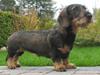 Gravhund DKBRCH(S)Toftekærets Dina [ Himmelhund]
