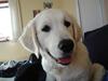 Golden retriever Tilde