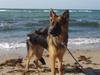 Schæferhund Normanners Opasia