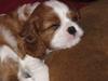Cavalier king charles spaniel Clasic Star Citha RIP 30-7 2017