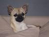 Chihuahua Louie