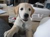 Golden retriever Zeus