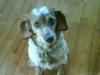 Breton ronja<3
