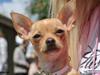 Chihuahua Mira