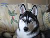Siberian husky Zico