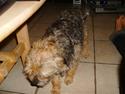 Border terrier Cindarella In Blue(Zoffy)