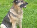 Schæferhund Bella R.I.P. [ 02-05-2010 ]