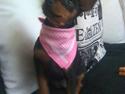 Dvaergpinscher tiny