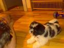 Lhasa apso Liva
