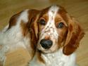 Welsh springer spaniel Enya