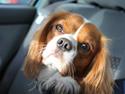 Cavalier king charles spaniel Charlie