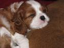 Cavalier king charles spaniel Clasic Star Citha RIP 30-7 2017