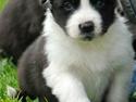 Border collie Brandy † RIP- 7-10-2009 †