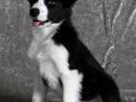 Border collie Mini